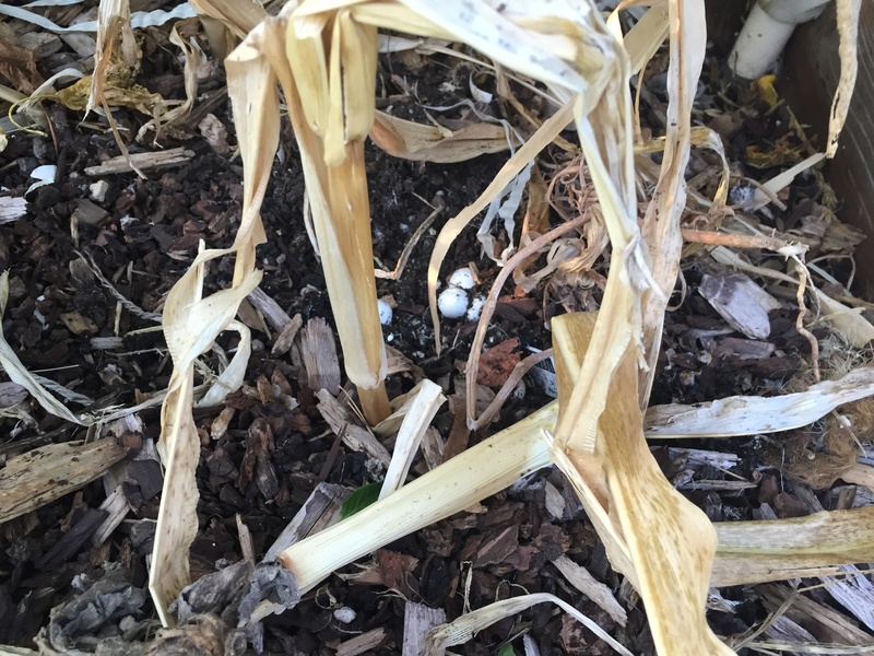 Mushrooms growing in roots of corn stalks? (with pics) Img_3512