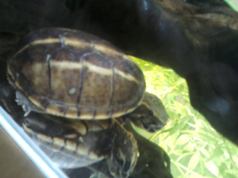 Tache grise/blanche sur la carapace de ma tortue Kiraph11