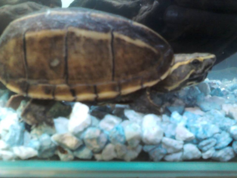 Tache grise/blanche sur la carapace de ma tortue Kiraph12