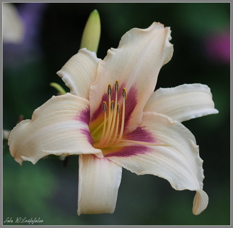 Hemerocallis - Taglilien - Schönheiten im Juni und Juli - Seite 7 Wasser30