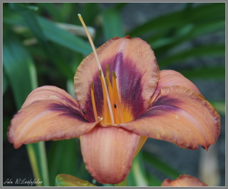 Hemerocallis - Taglilien - Schönheiten im Juni und Juli - Seite 7 Wasser31