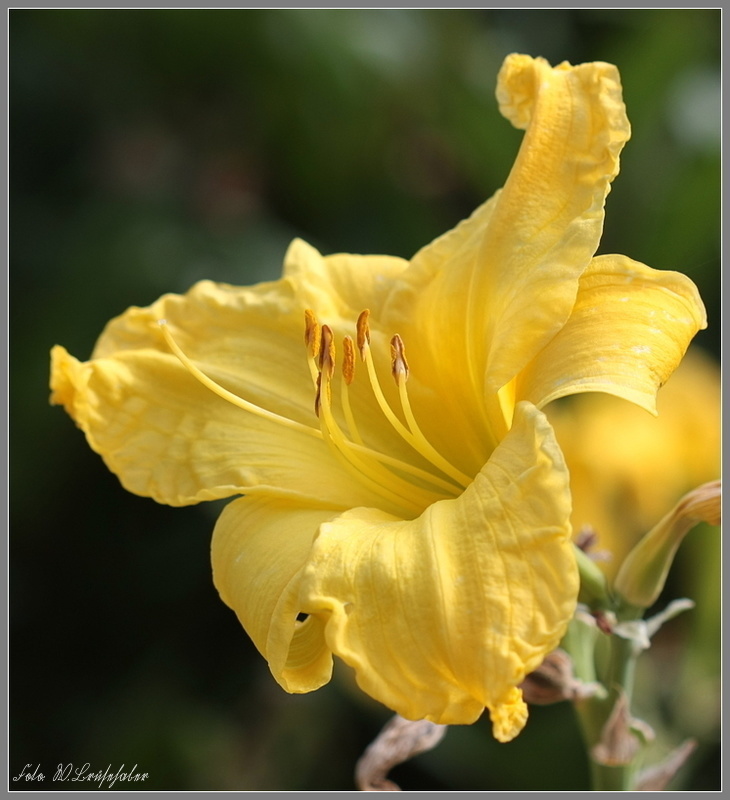 Hemerocallis - Taglilien - Schönheiten im Juni und Juli - Seite 7 Wasser32