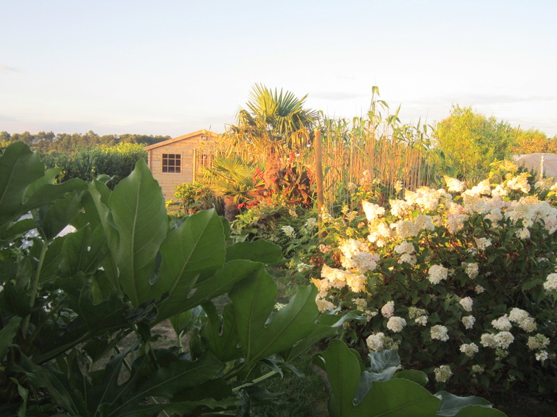 Hydrangea/hortensia Img_5617