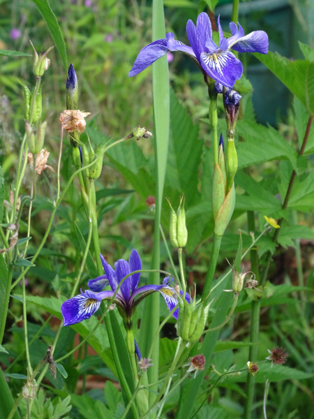 cadeaux du jardin, juin juin - Page 2 Iris_v10