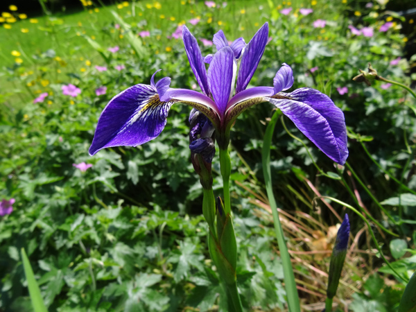 Iris versicolor Iris_v13