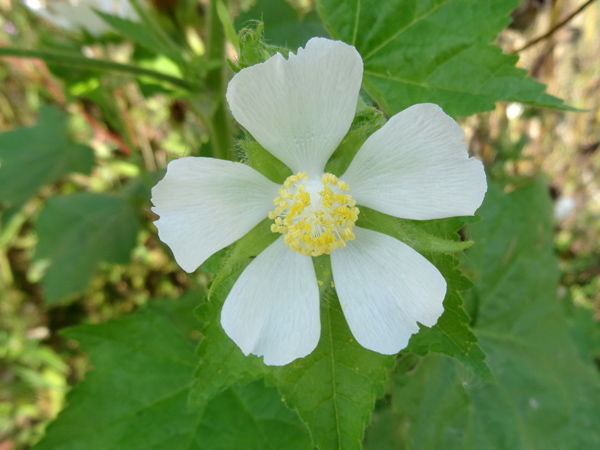 Kitaibelia vitifolia - hibiscus russe Malvac10