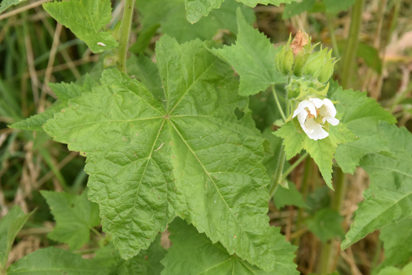 Kitaibelia vitifolia - hibiscus russe Ob_cf610