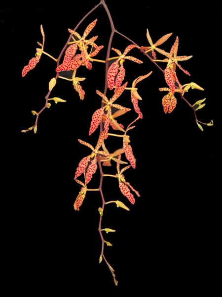 orchidées - floraisons du moment 2016 - Page 6 Renant10