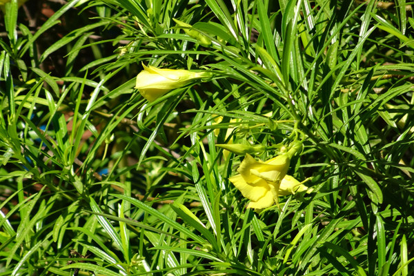 Cascabela thevetia (= Thevetia peruviana) Thevet10