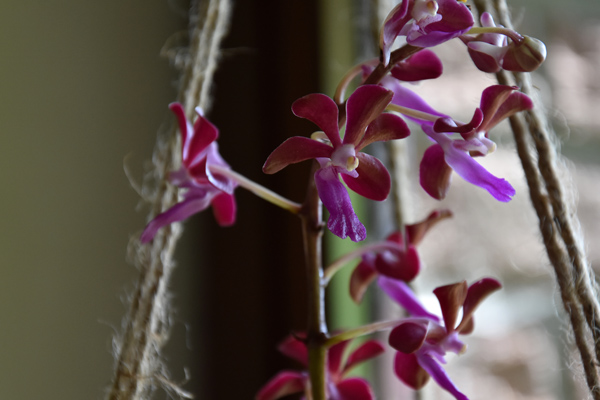 orchidées - floraisons du moment 2016 - Page 6 V_brun10