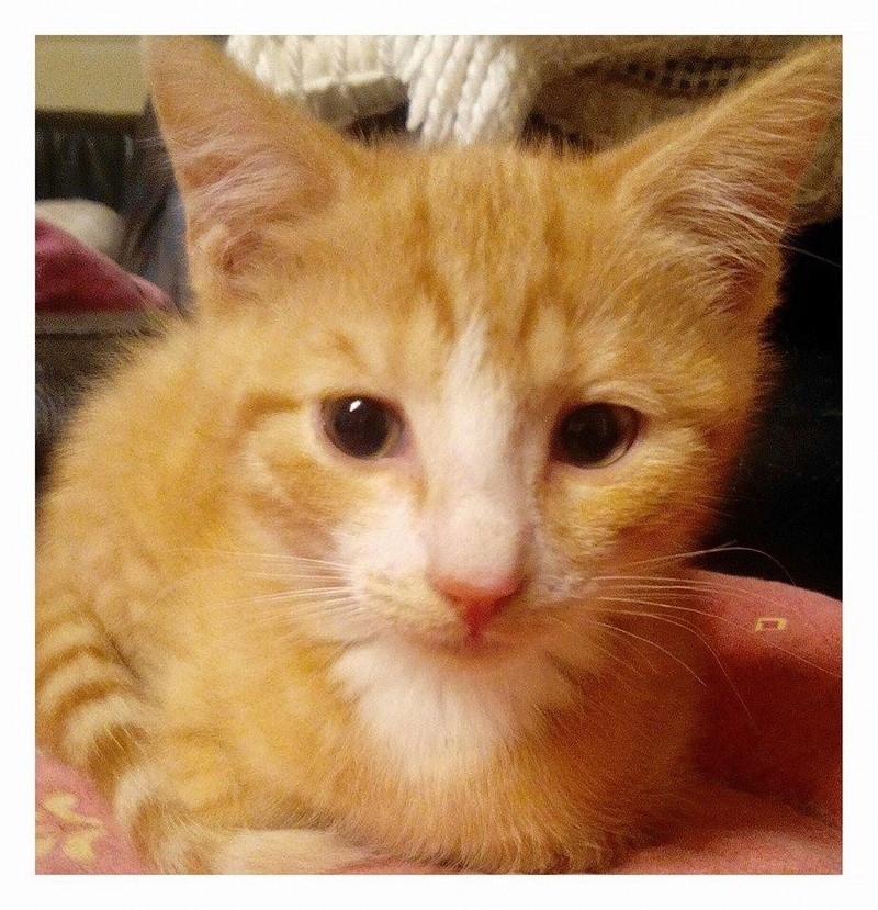 FANTA, adorable chaton mâle de 2 mois roux et blanc Fanta210