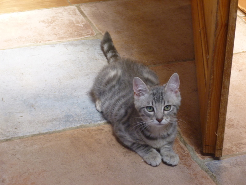 BANDIT, adorable chaton de deux mois gris tigré P1030624