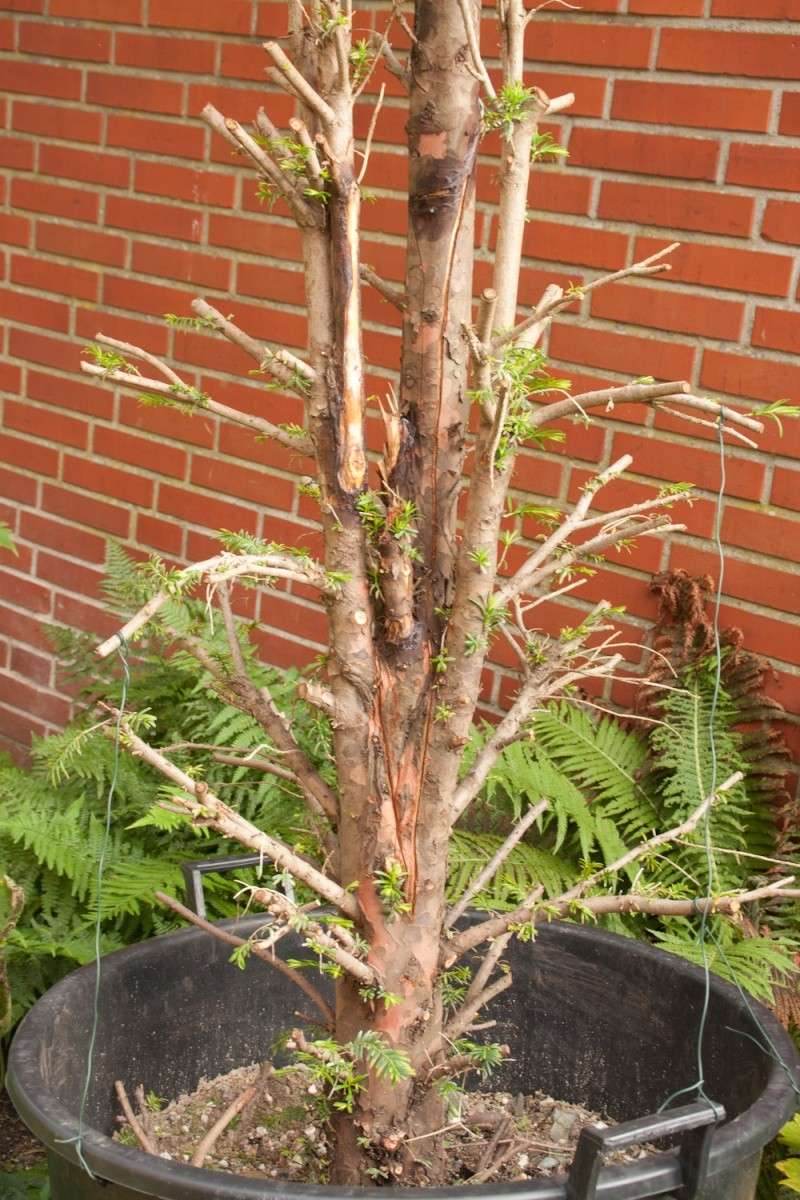 Taxus Baccata - Winter care 2011_010