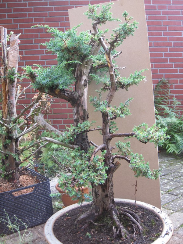 Juniperus Communis (?) start Bonsai14