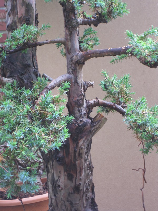 Juniperus Communis (?) start Bonsai15