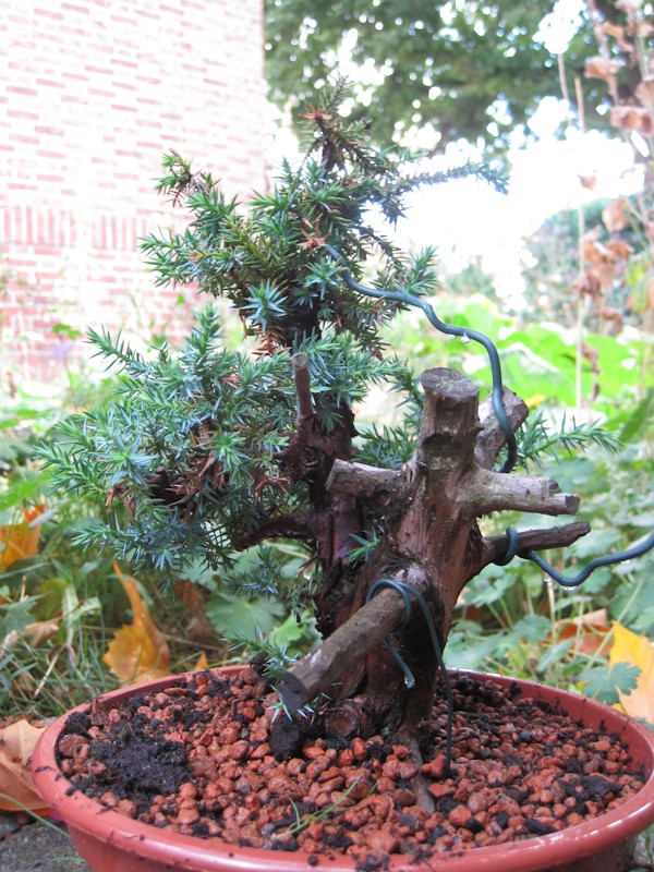 Juniperus Communis (?) start Bonsai16