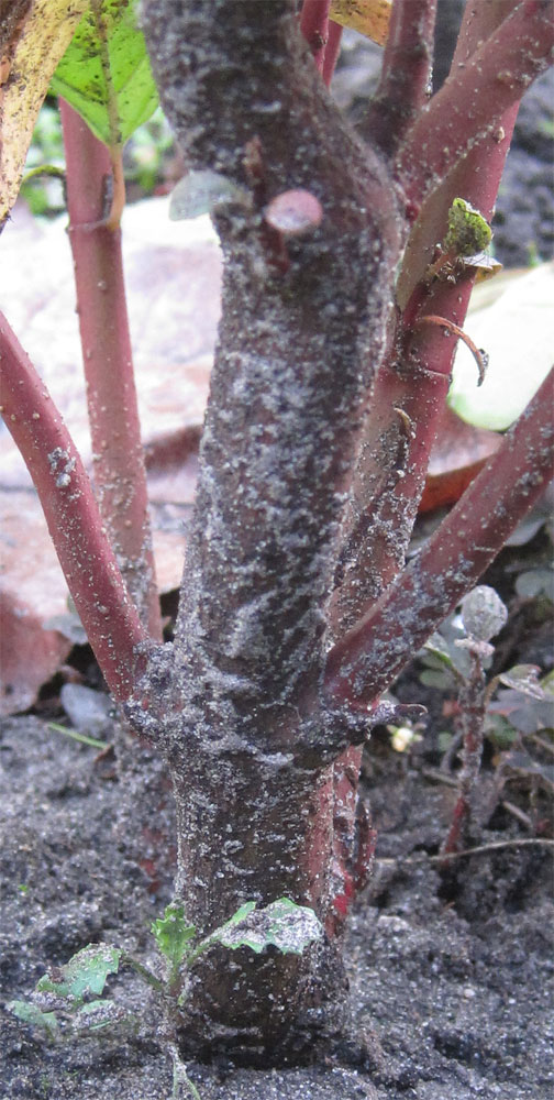 The fun of the use of sacrificebranches, when developing bonsai - Page 2 Cornus12