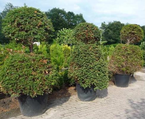 Taxus Baccata - Winter care Taxusb10