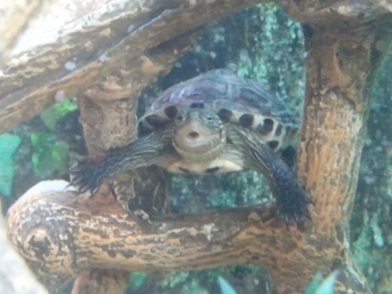 Trou en dessous de la bouche de ma tortue!! Photo110
