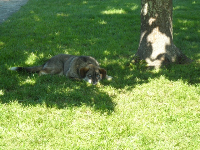 Nebraska husky x berger née 2009, ASSO 94  P5140415