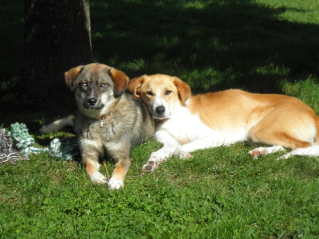 Nebraska husky x berger née 2009, ASSO 94  P6050412