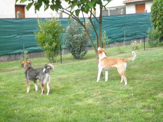 Nebraska husky x berger née 2009, ASSO 94  P7120515