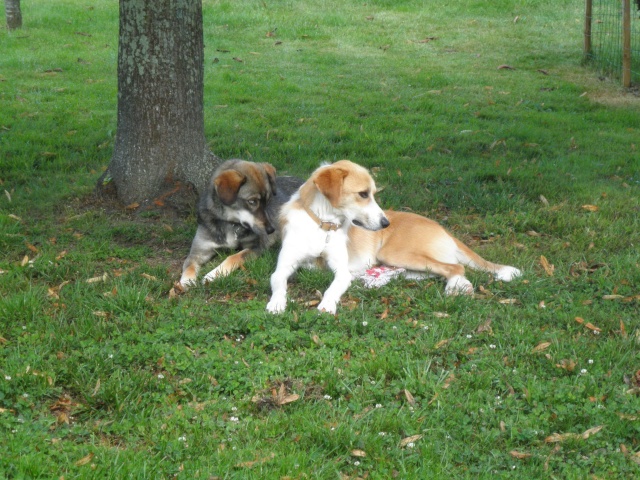 Nebraska husky x berger née 2009, ASSO 94 - Page 2 P7160511