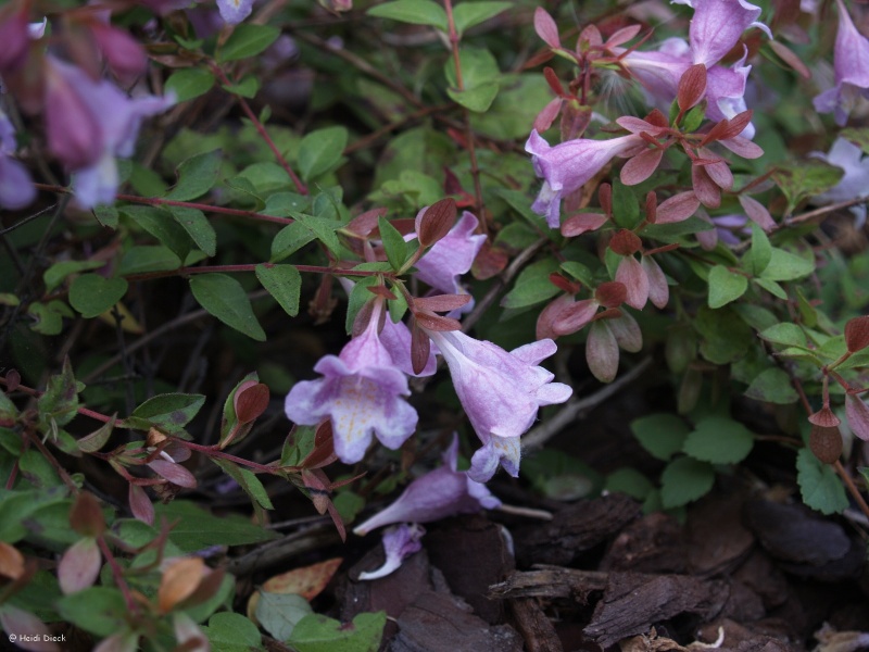 Abelia parvifolia (= A. schumannii) vs Abelia 'Edouard Goucher' Abelia14