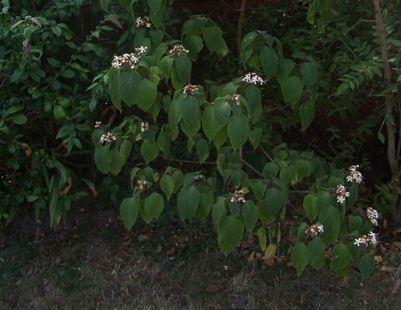 CLERODENDRUM TRICHOTOMUM FARGESII Clerod10