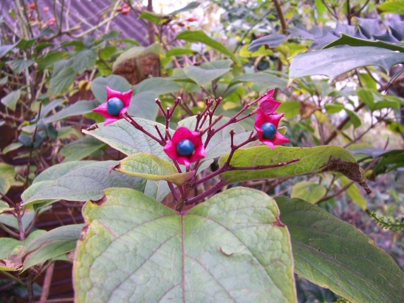 CLERODENDRUM TRICHOTOMUM FARGESII Clerod11