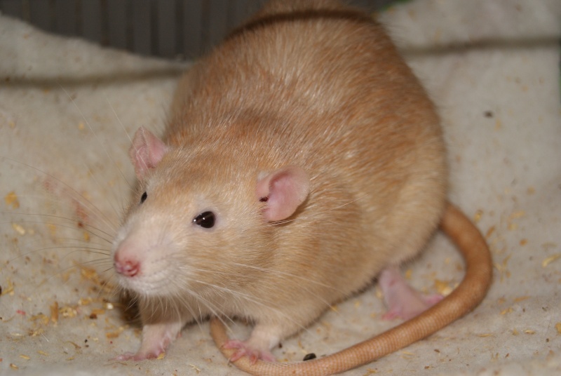 2 rats males et 2 femelles a adopter dans le 26 Dsc06212