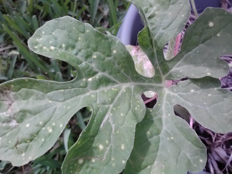 Stars and Moons Watermelon Cam00010
