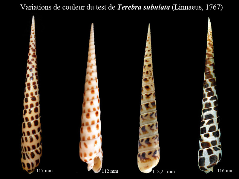 Comparatif des espèces de térebres de Polynésie Française - Page 2 Terebr11