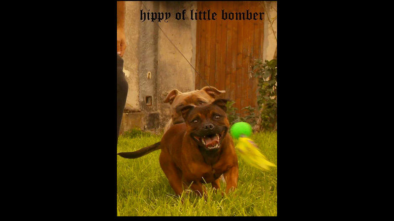 hippy staffie - Page 2 Screen11