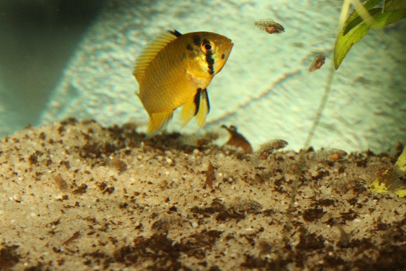 Apistogramma borelli sauvages Alevin19