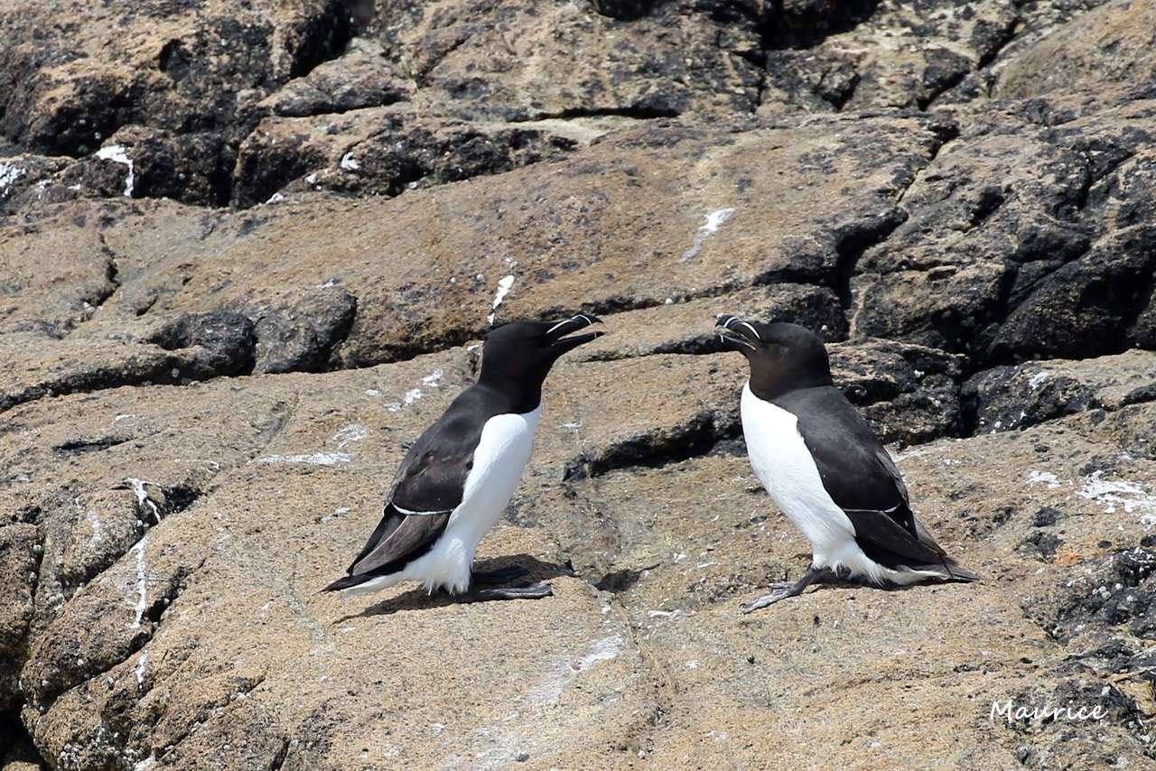 L'Archipel des  sept-iles  27.05.15 et ses oiseaux + 26/27.06.15 + Juin 2016  - Page 2 Img_5310