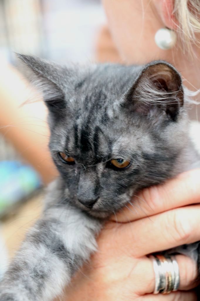 makeba - Makeba, Musca, Mifig & Mi-raisin adoptés 20160816