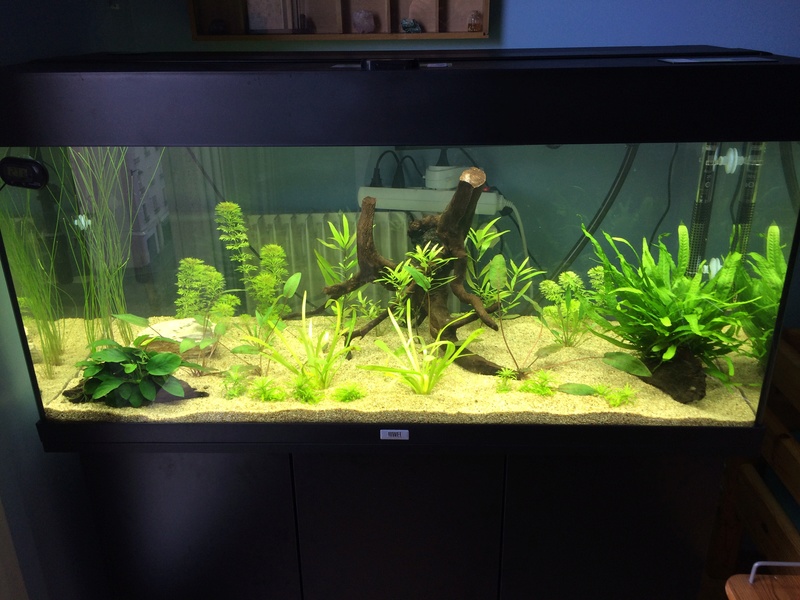 {Alevins APISTO}Rio 180L type amazonien !   Image48