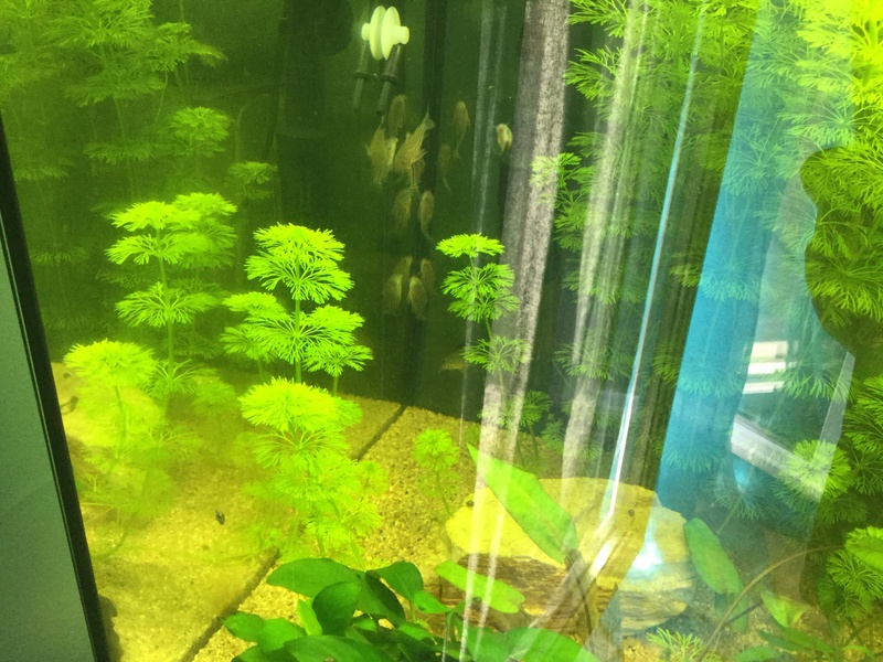 {Alevins APISTO}Rio 180L type amazonien !   Image60