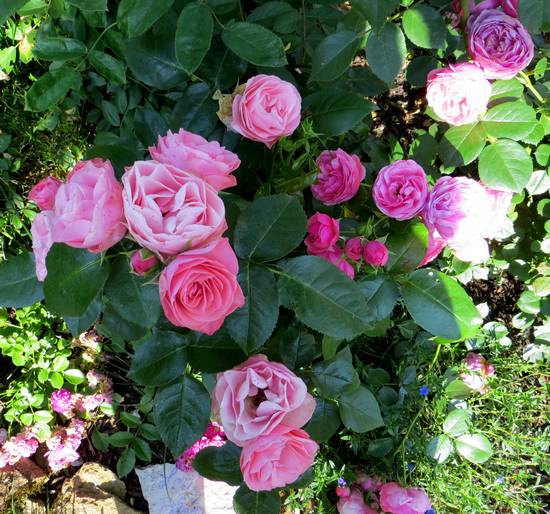 rosier bouquet de mariée Bouque10