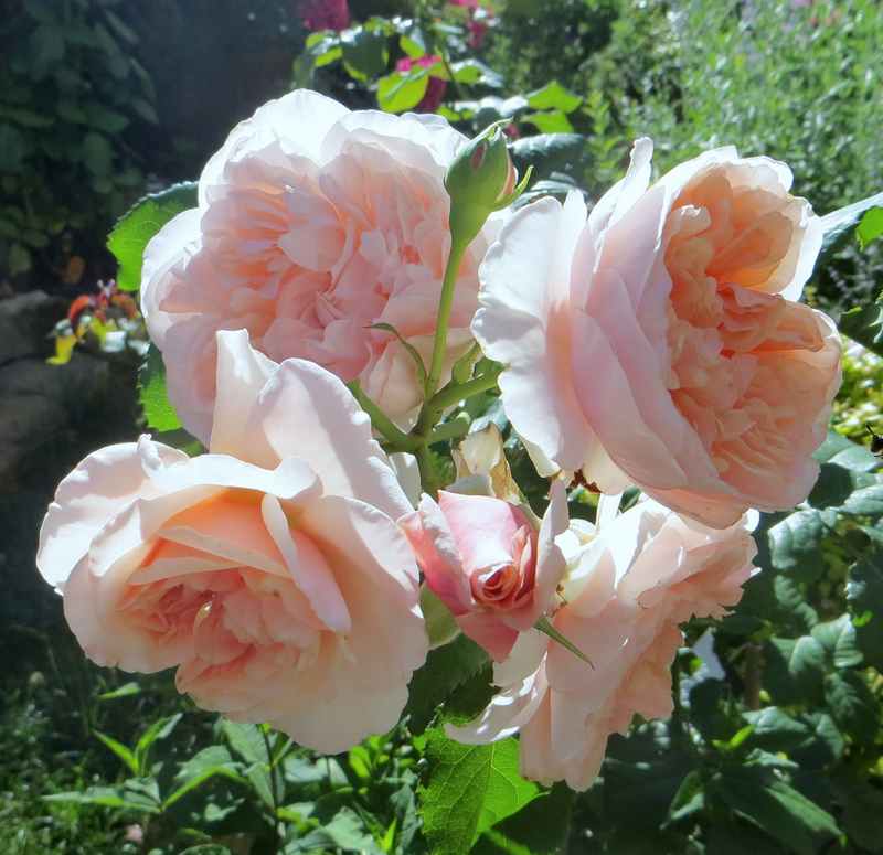 Rose de Tolbiac Rose_d17