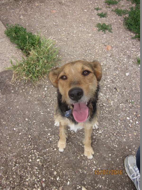 HOPE, x berger-border/griffon ?-  2 ans - SLPA à Amance (54) Img_2115