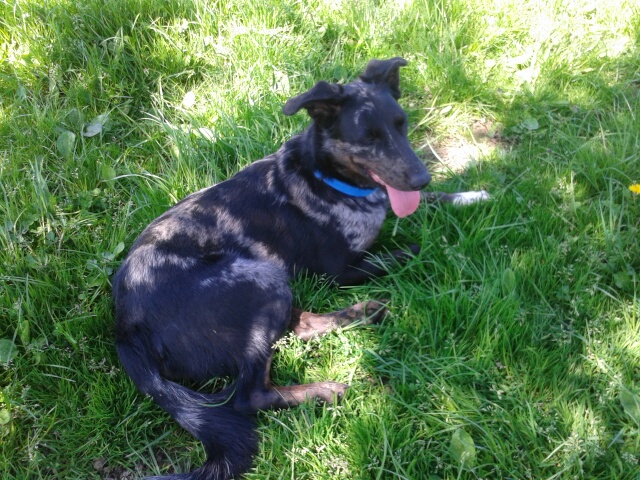 Pilou beauceron arlequin castré - refuge SLPA Amance Wp_00110