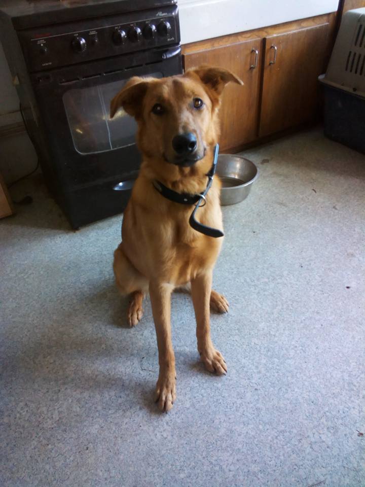 LARGO, mâle croisé malinois et golden, 1 an et demi 13537510