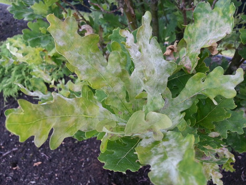 Feuille de chêne qui vire blanc?? Chene10