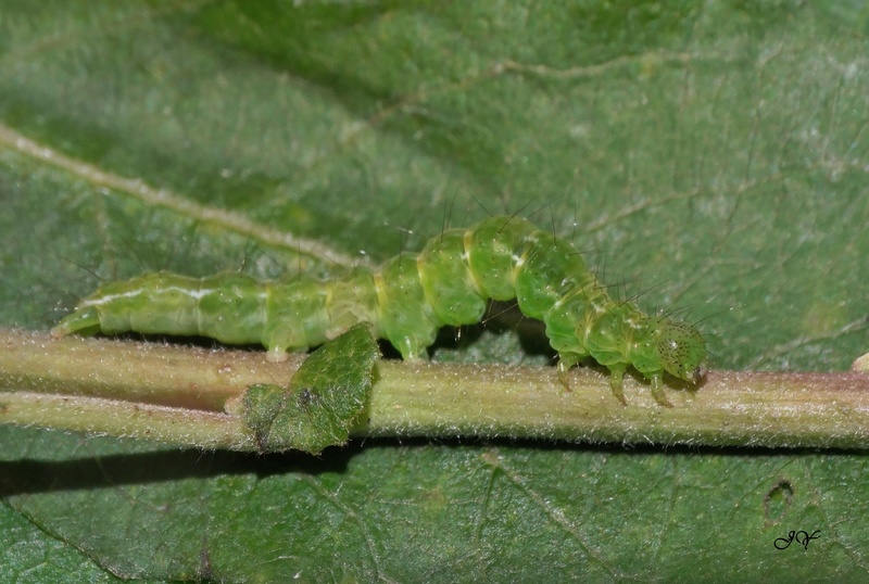 CHENILLe verte - autre : Hypena proboscidalis 15_jui10