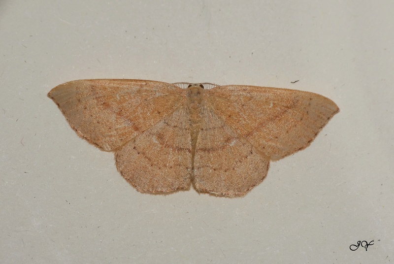 Divers papillons de juillet : Crocallis, Eilema, Chlorissa, Selenia, Ligdia, Earias, Cyclophora Celui_10