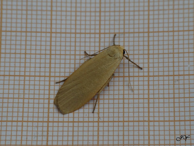 Divers papillons de juillet : Crocallis, Eilema, Chlorissa, Selenia, Ligdia, Earias, Cyclophora Dsc09410