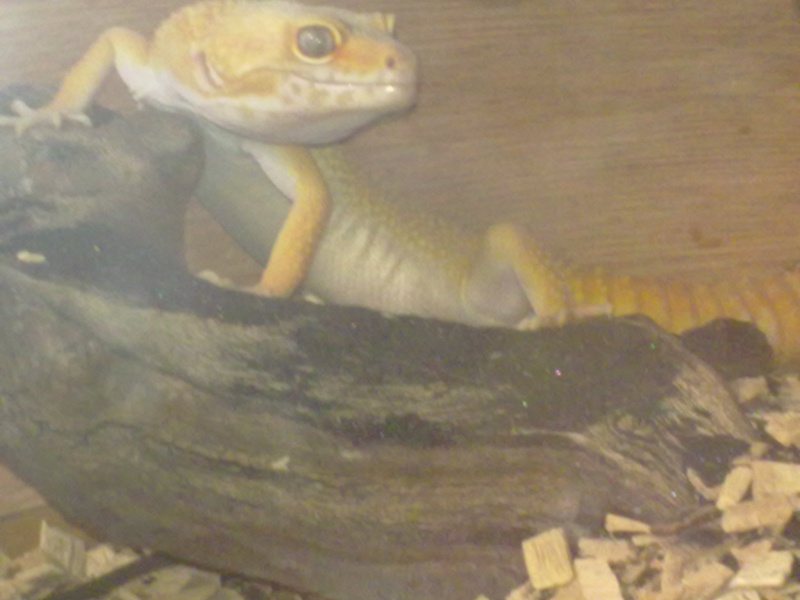 mes premier gecko leo! 17062010