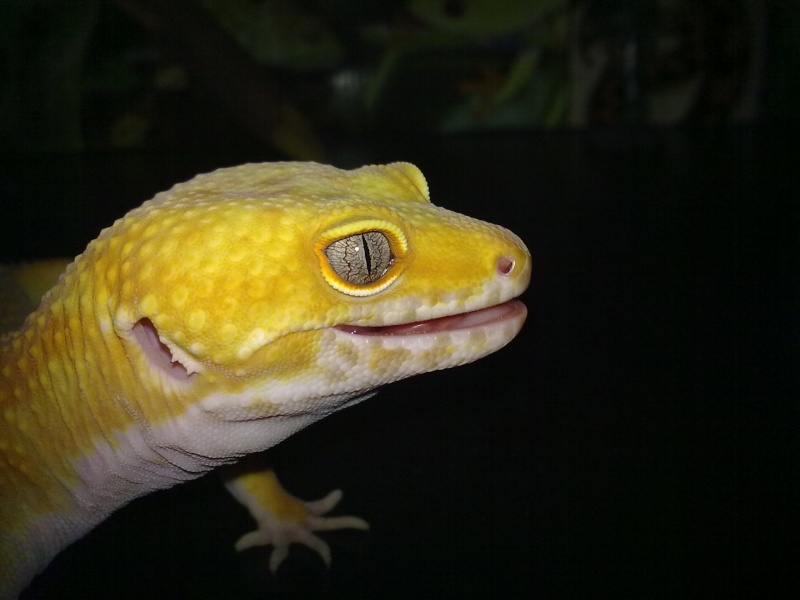 mes premier gecko leo! 30072010